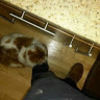 bavid_dowie